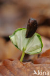 Beuk (Fagus spec.)