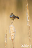 Blauwborst (Luscinia svecica)