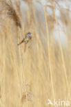 Blauwborst (Luscinia svecica)