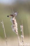 Blauwborst (Luscinia svecica)