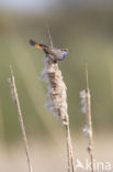 Blauwborst (Luscinia svecica)