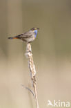 Blauwborst (Luscinia svecica)