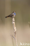 Blauwborst (Luscinia svecica)