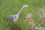 Grey Heron (Ardea cinerea)