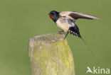 Boerenzwaluw (Hirundo rustica)