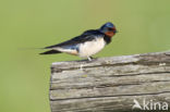 Boerenzwaluw (Hirundo rustica)