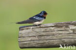 Boerenzwaluw (Hirundo rustica)