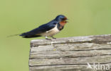 Boerenzwaluw (Hirundo rustica)