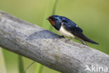 Boerenzwaluw (Hirundo rustica)