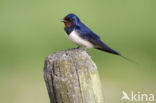 Boerenzwaluw (Hirundo rustica)