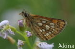 Bont dikkopje (Carterocephalus palaemon)