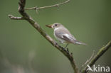 European Pied Flycatcher (Ficedula hypoleuca)