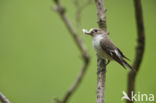 European Pied Flycatcher (Ficedula hypoleuca)