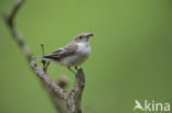 European Pied Flycatcher (Ficedula hypoleuca)