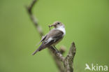 European Pied Flycatcher (Ficedula hypoleuca)