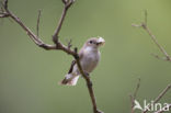 Bonte Vliegenvanger (Ficedula hypoleuca)