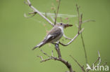 European Pied Flycatcher (Ficedula hypoleuca)
