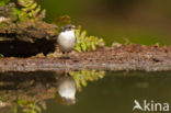 European Pied Flycatcher (Ficedula hypoleuca)