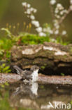 Bonte Vliegenvanger (Ficedula hypoleuca)