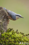 Boomklever (Sitta europaea caesia)