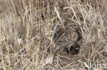 Wood Lark (Lullula arborea)