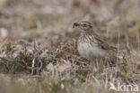 Wood Lark (Lullula arborea)