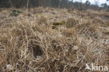 Wood Lark (Lullula arborea)