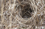 Wood Lark (Lullula arborea)