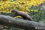 Pine Marten (Martes martes)