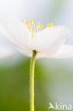 Bosanemoon (Anemone nemorosa)