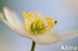 Bosanemoon (Anemone nemorosa)