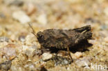 Two-spotted groundhopper (Tetrix bipunctata)