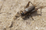 Boskrekel (Nemobius sylvestris)