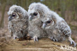 Tawny Owl (Strix aluco)