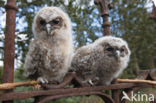 Tawny Owl (Strix aluco)