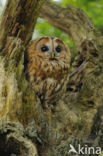 Tawny Owl (Strix aluco)