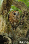 Tawny Owl (Strix aluco)