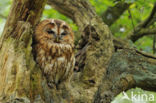 Tawny Owl (Strix aluco)