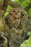 Tawny Owl (Strix aluco)