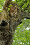 Tawny Owl (Strix aluco)