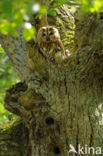 Tawny Owl (Strix aluco)