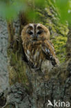 Tawny Owl (Strix aluco)