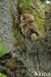 Tawny Owl (Strix aluco)