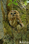 Tawny Owl (Strix aluco)