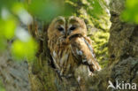 Tawny Owl (Strix aluco)