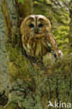 Tawny Owl (Strix aluco)