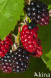 Bramble (Rubus spec)