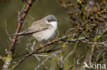 Braamsluiper (Sylvia curruca)