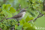 Lesser Whitethroat (Sylvia curruca)