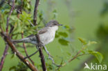 Lesser Whitethroat (Sylvia curruca)